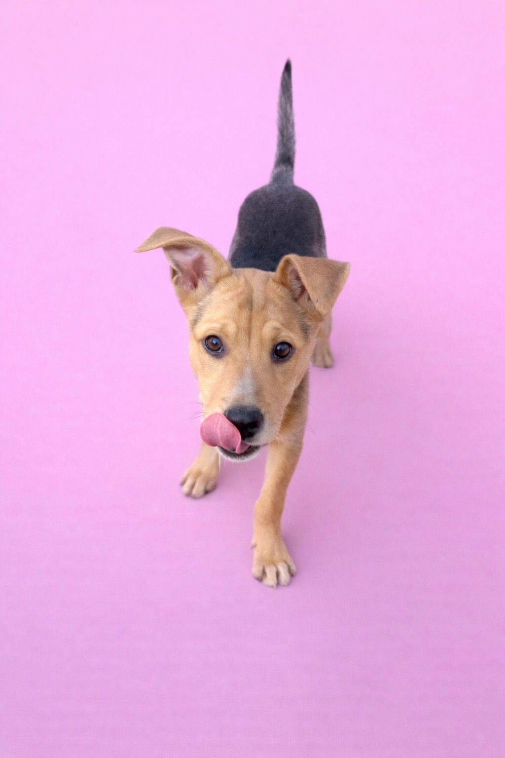 BROWNIE GIRL - Shepherd available for adoption