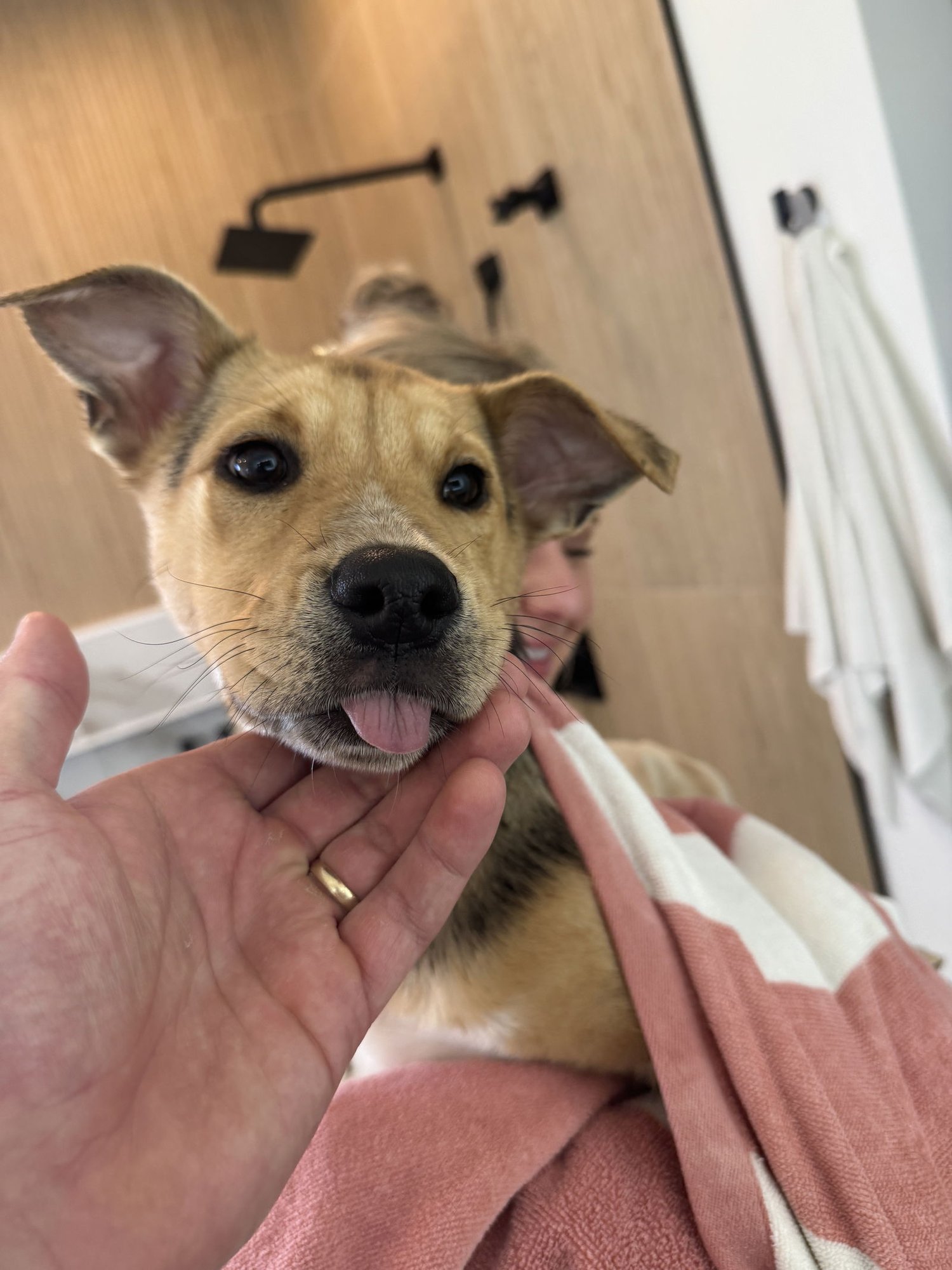 BROWNIE GIRL - Shepherd available for adoption