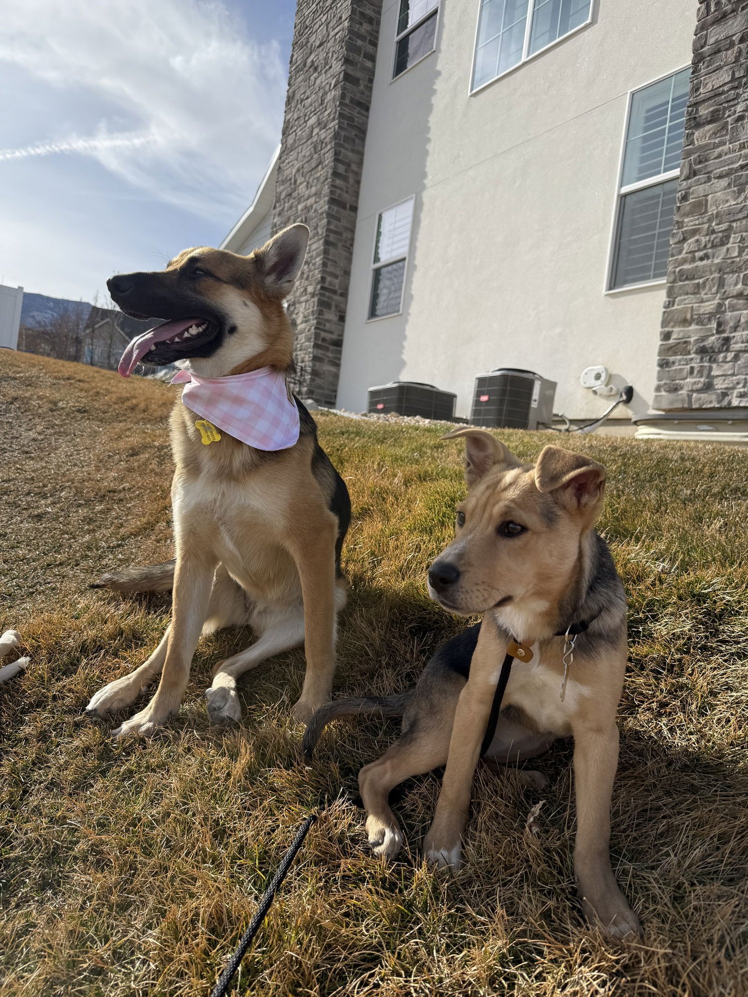 Brownie Girl - Photo 3