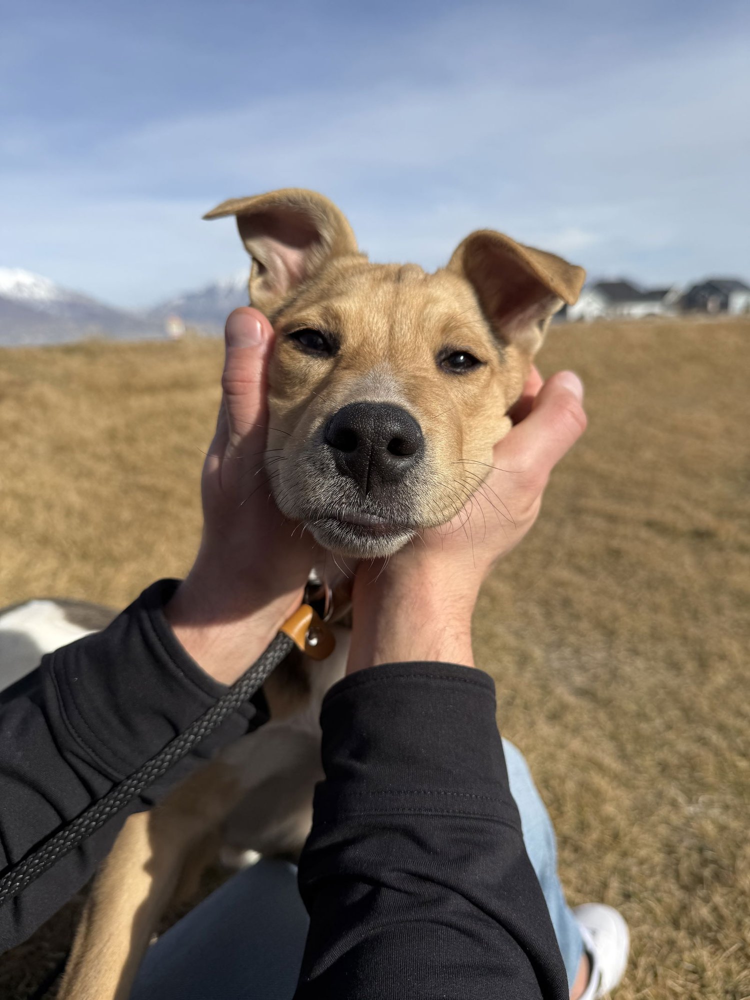 Brownie Girl - Photo 4
