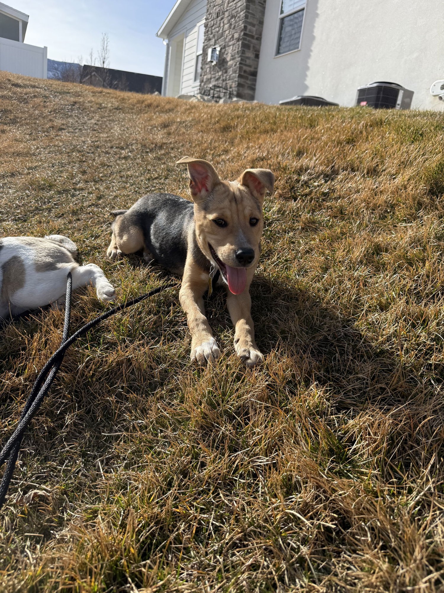 Brownie Girl - Photo 5