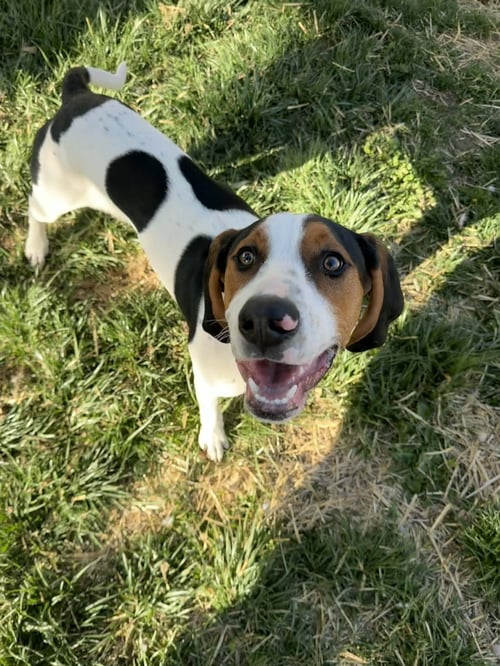 FLOPPY - Hound available for adoption