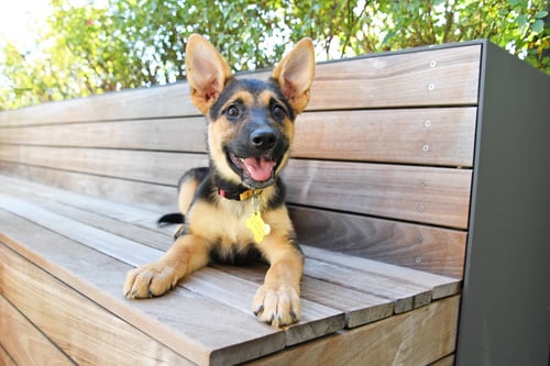 LAUREL EARS - German Shepherd Dog available for adoption