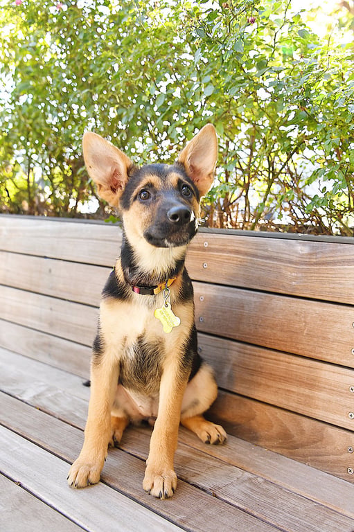 Laurel Ears Image