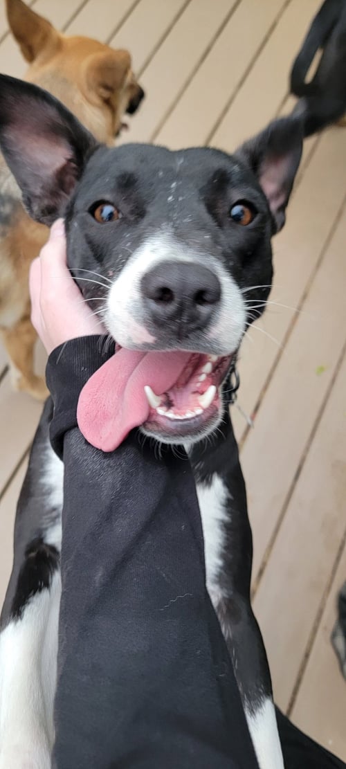 BELLAREENA - Cattle Dog available for adoption