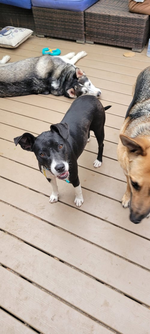 BELLAREENA - Cattle Dog available for adoption