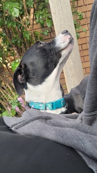 Bellareena - Photo 5