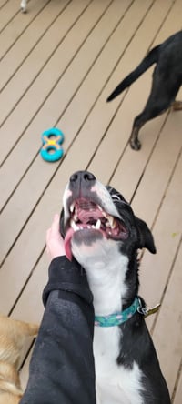 Bellareena - Photo 6