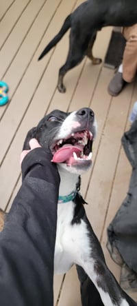 Bellareena - Photo 7