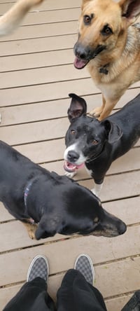 Bellareena - Photo 8