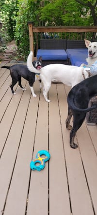 Bellareena - Photo 9