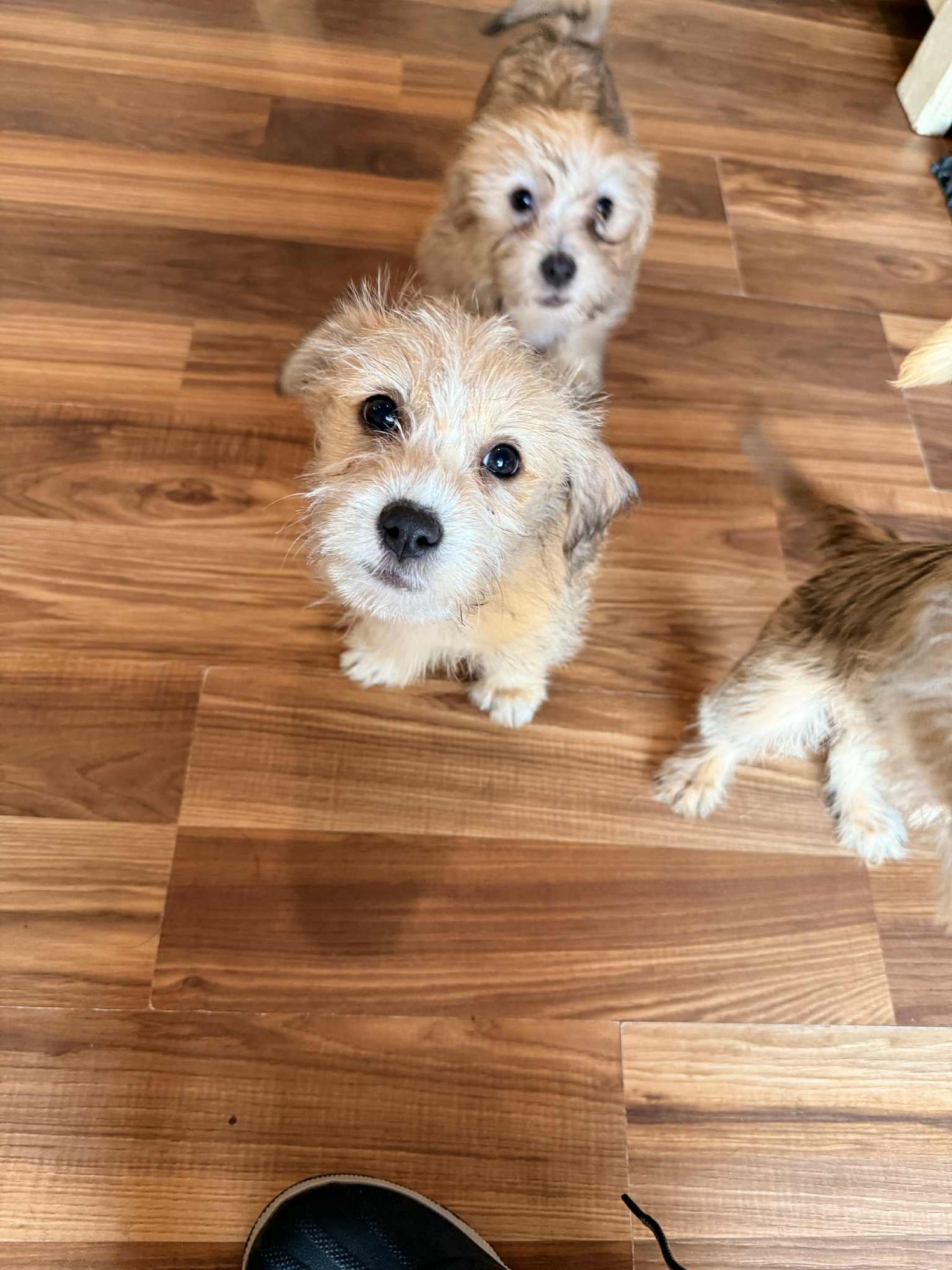 MICKEY SCRUFF - Shih Tzu available for adoption