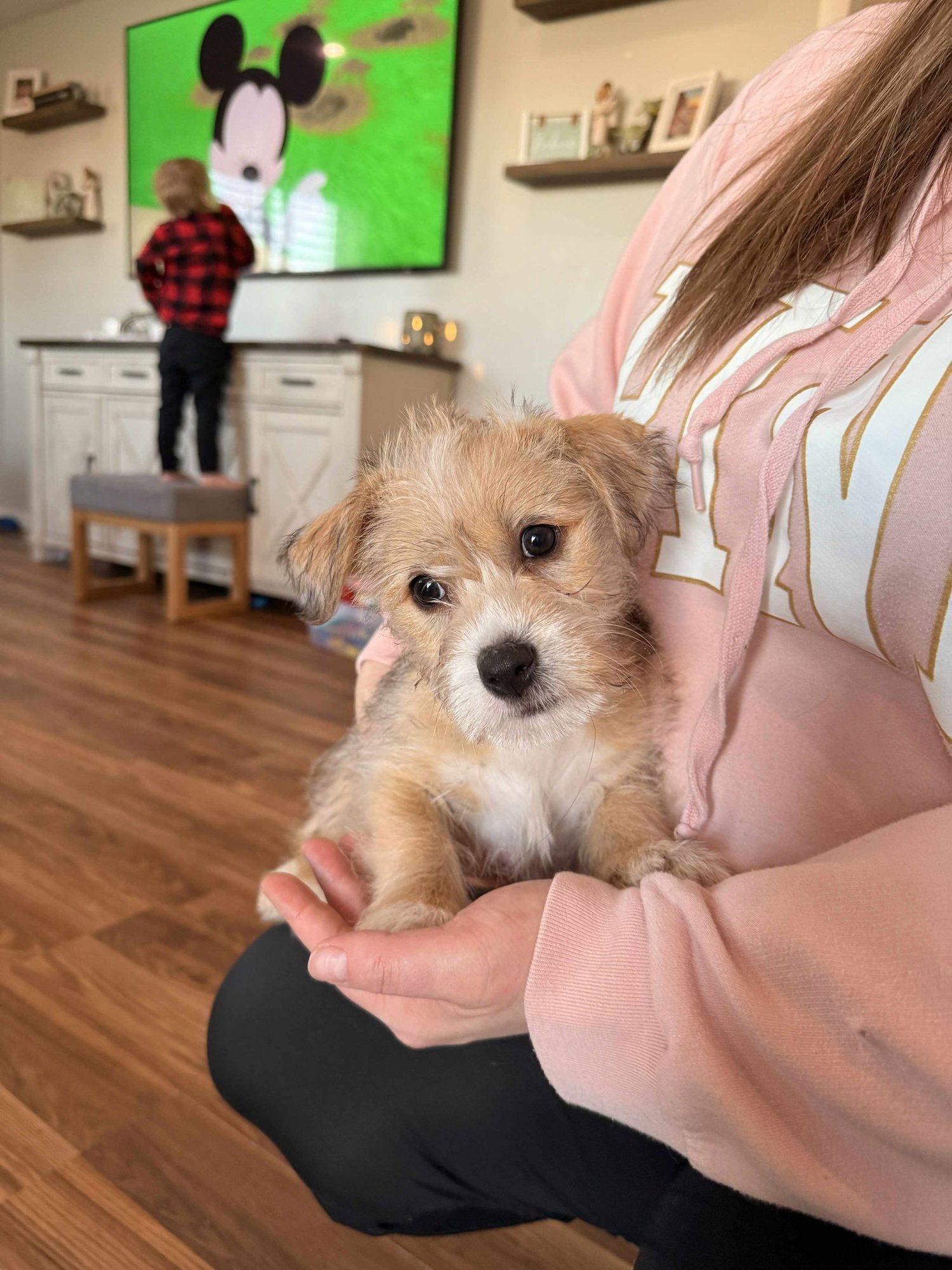 MICKEY SCRUFF - Shih Tzu available for adoption