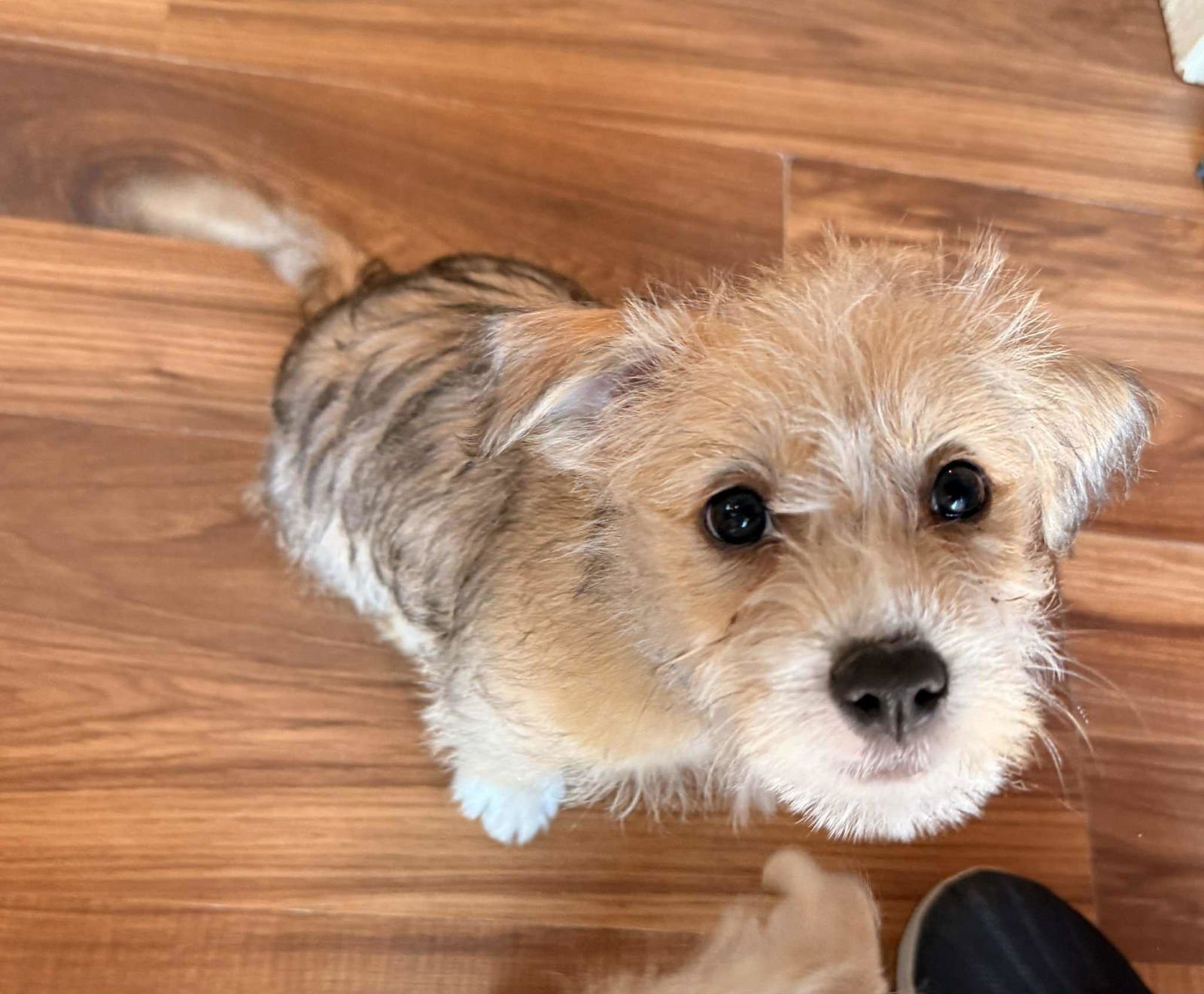 Mickey Scruff - Photo 4