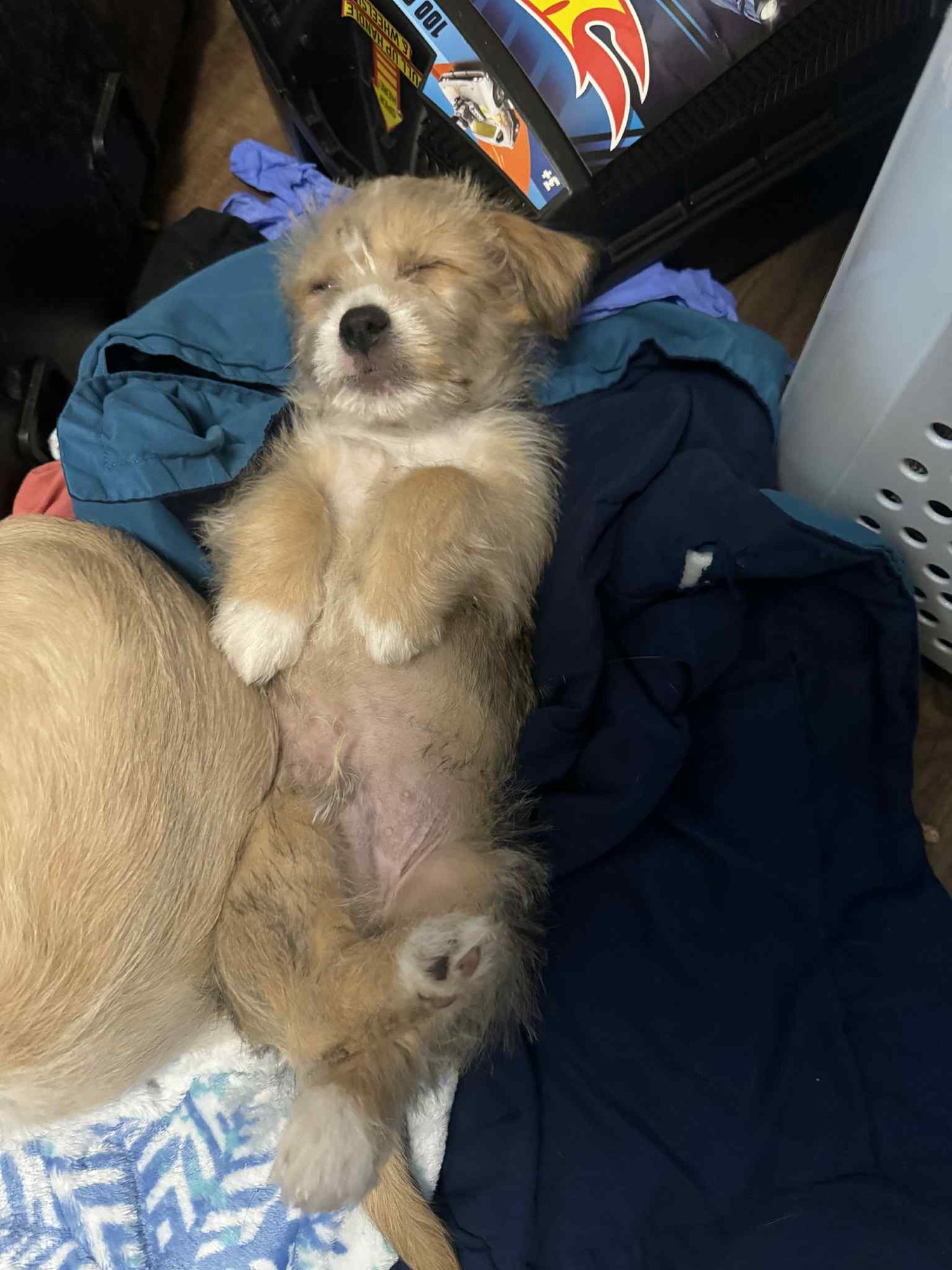 Mickey Scruff - Photo 6