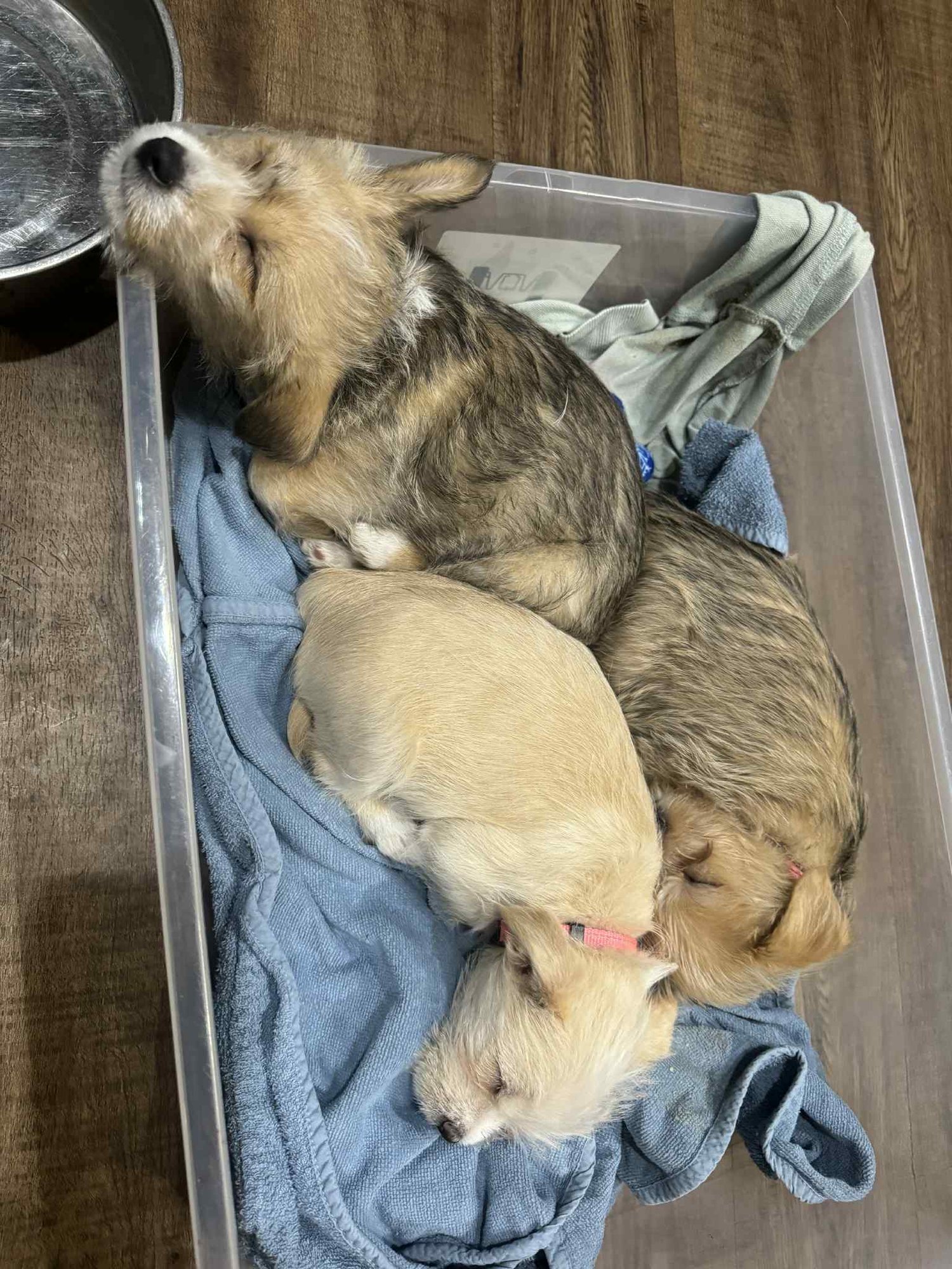 Mickey Scruff - Photo 8