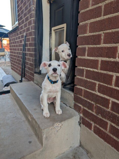 SONIC - Pit Bull Terrier available for adoption