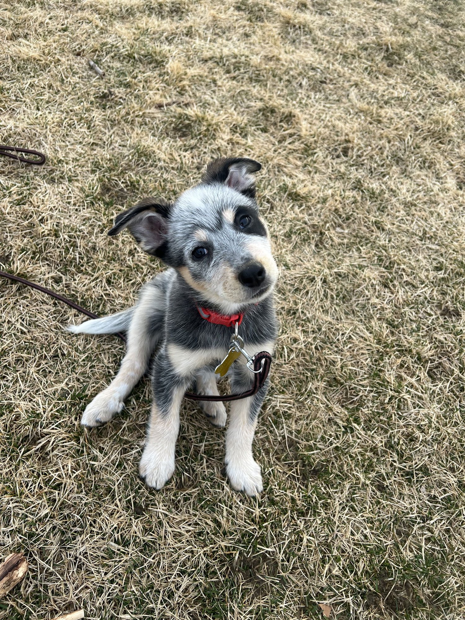BABY BILLY - Cattle Dog available for adoption