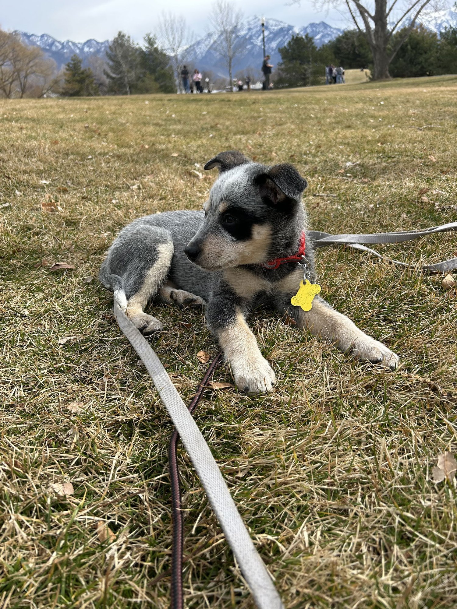 BABY BILLY - Cattle Dog available for adoption