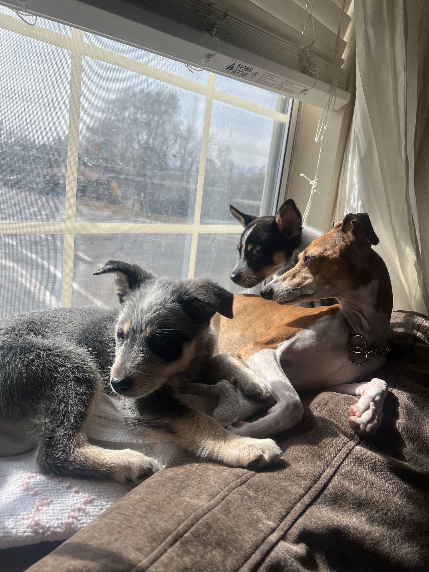 Baby Billy - Photo 3