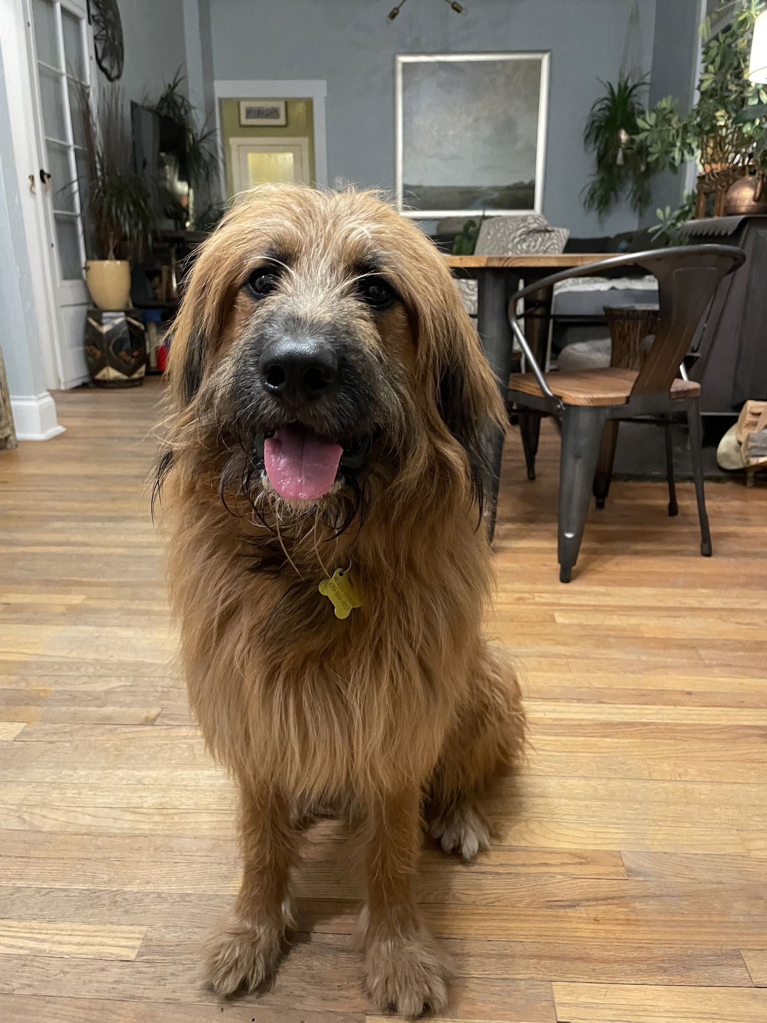 CHEW BACCA - German Shepherd Dog / Poodle (unknown type) available for adoption