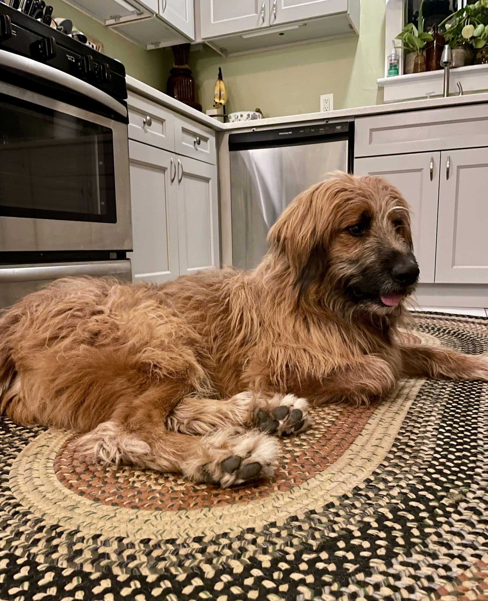 CHEW BACCA - German Shepherd Dog / Poodle (unknown type) available for adoption