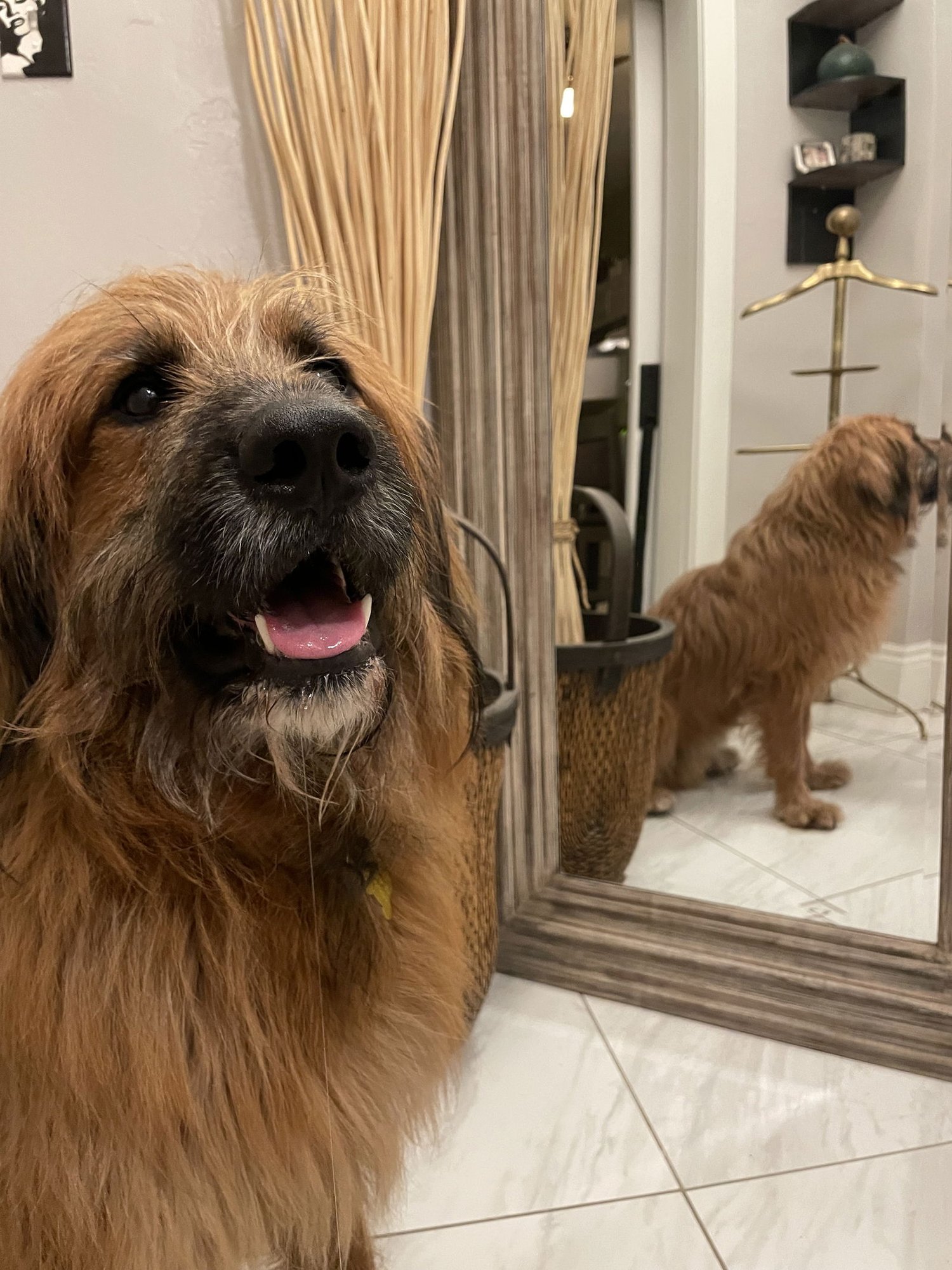 Chew Bacca - Photo 3