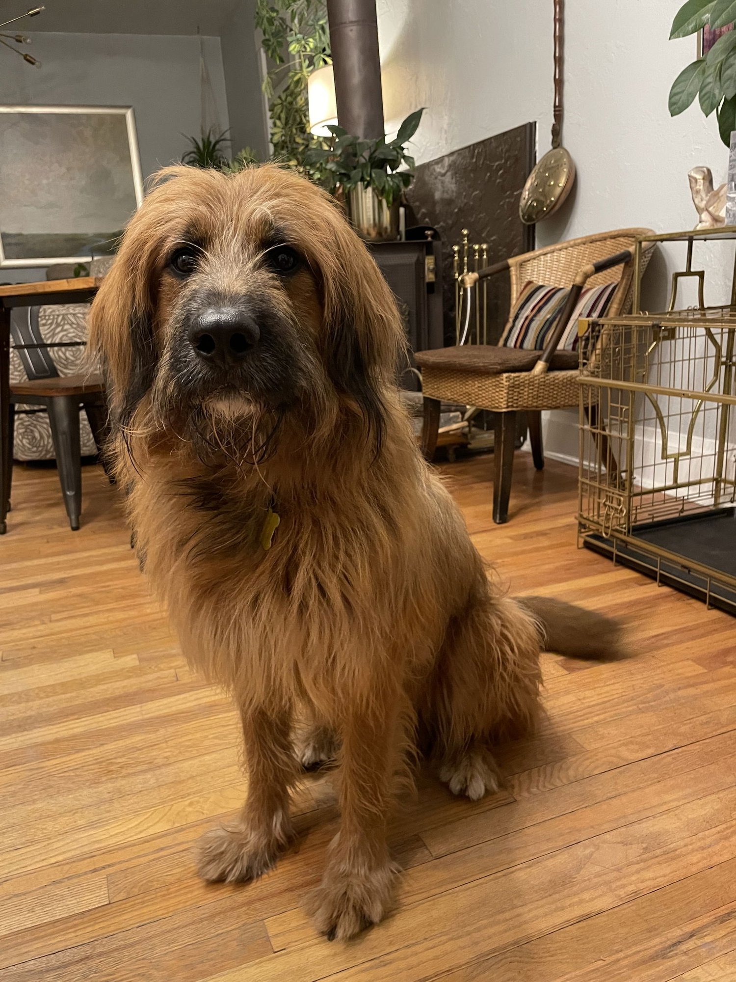 Chew Bacca - Photo 4