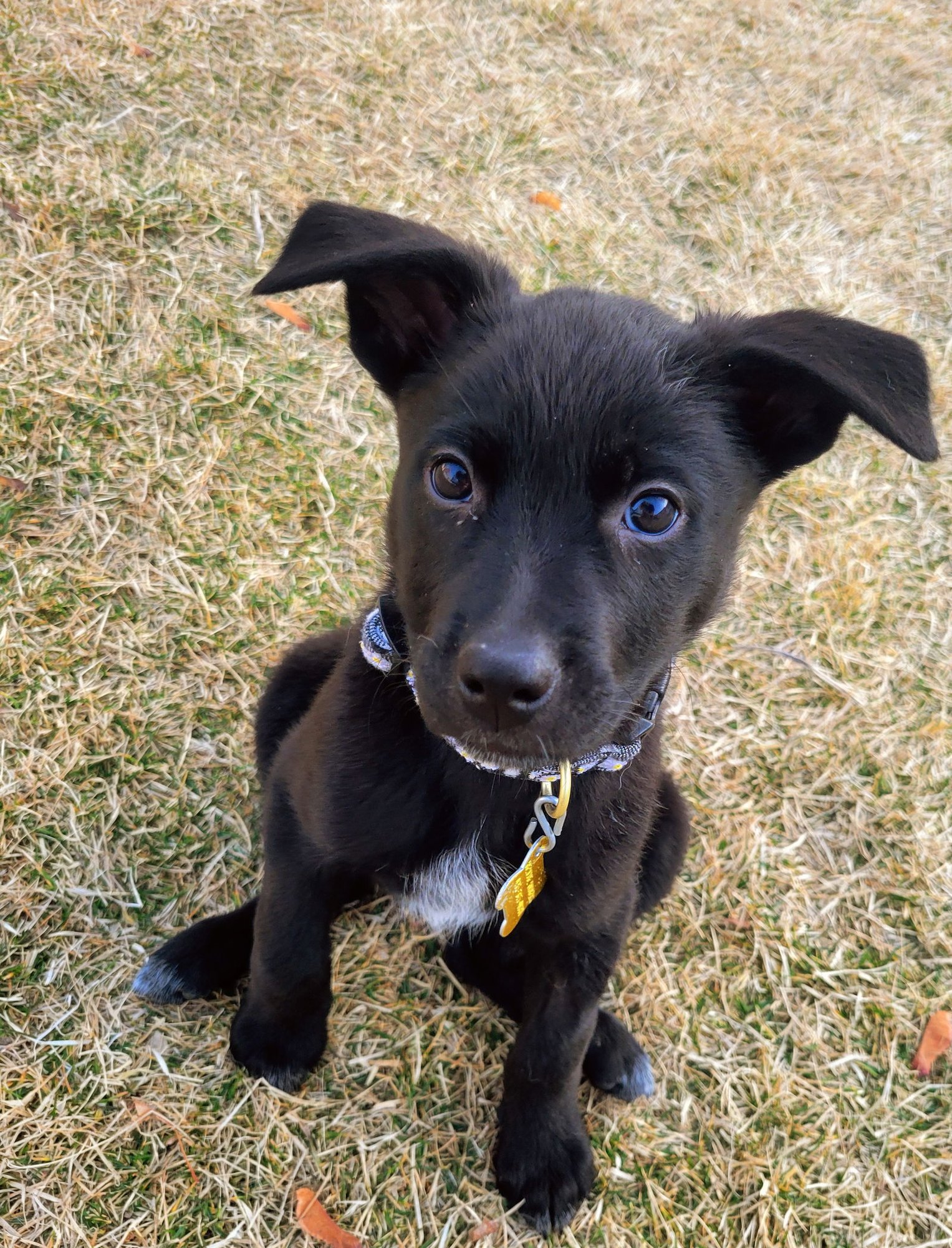 MS. ROSIE POSIE - Cattle Dog available for adoption