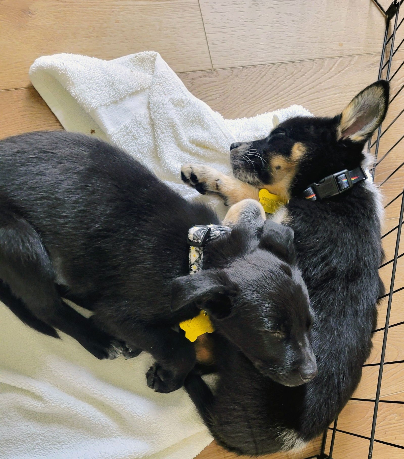 MS. ROSIE POSIE - Cattle Dog available for adoption