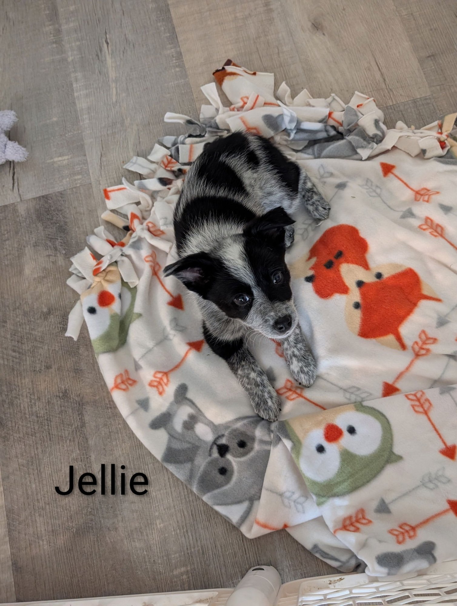 JELLIE - Cattle Dog available for adoption