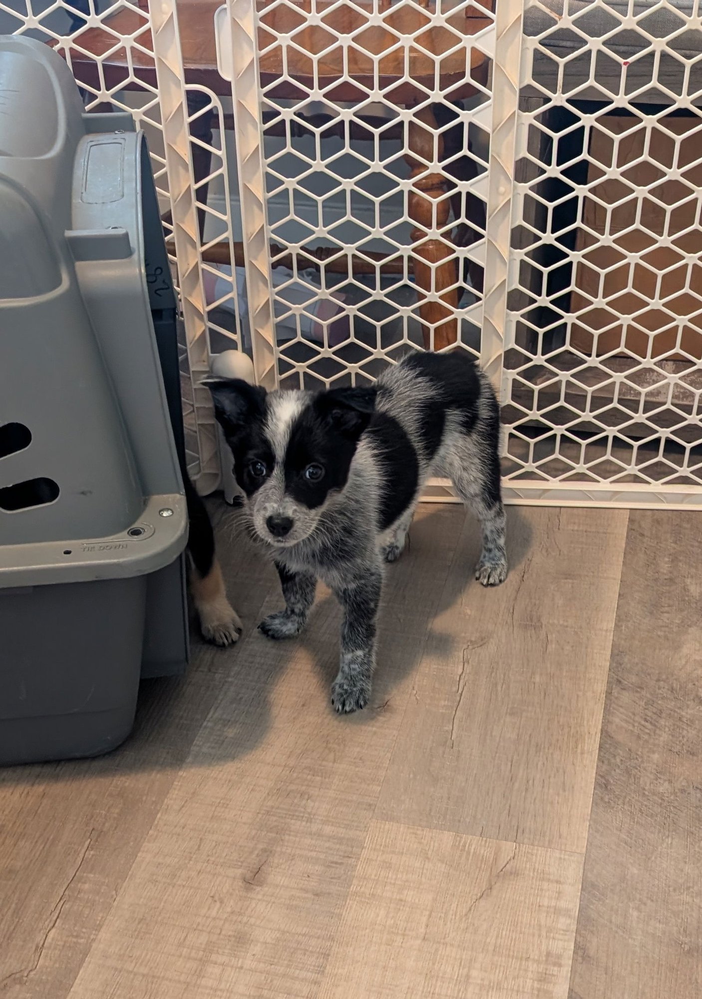 JELLIE - Cattle Dog available for adoption