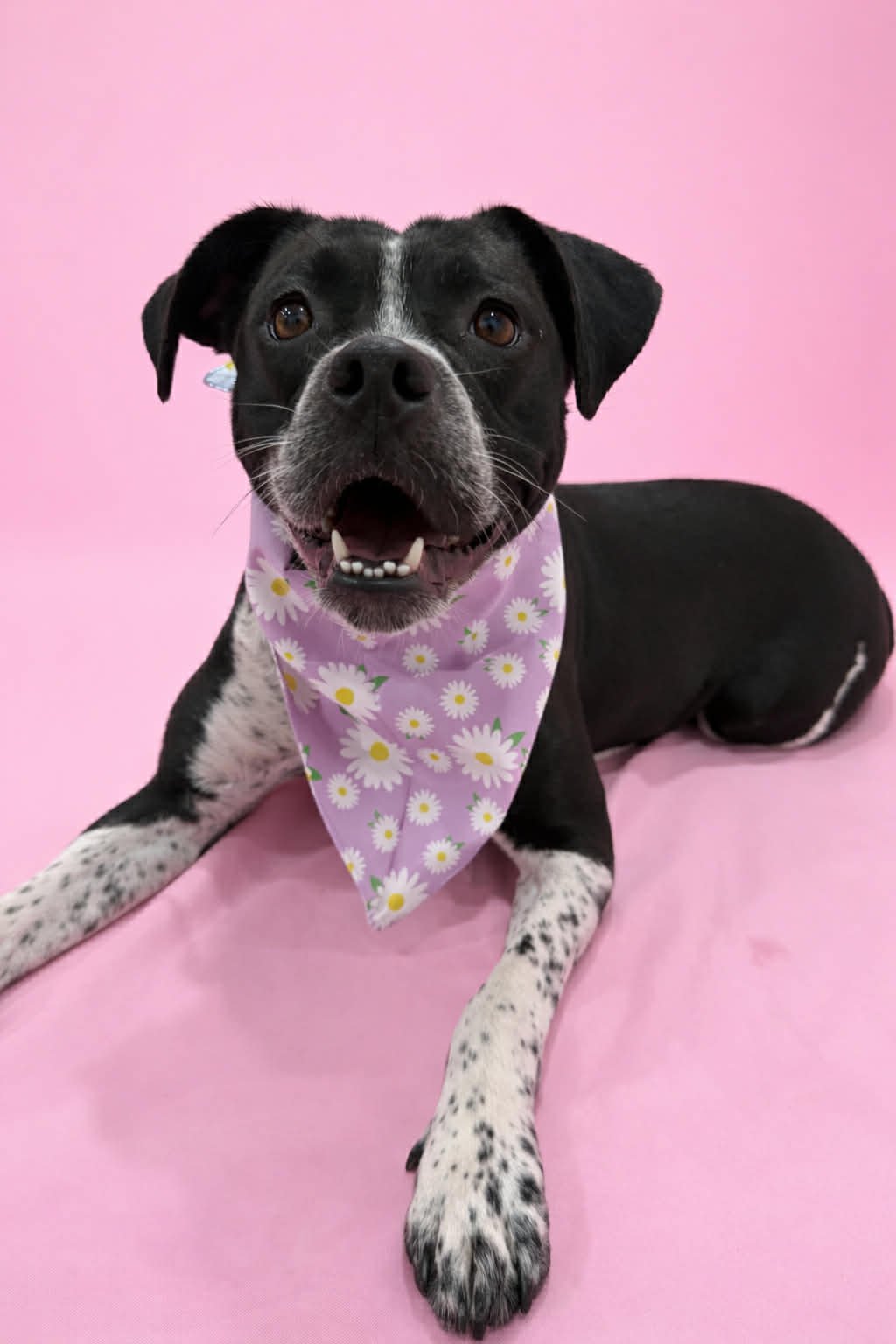 SHANTEL - Boxer available for adoption