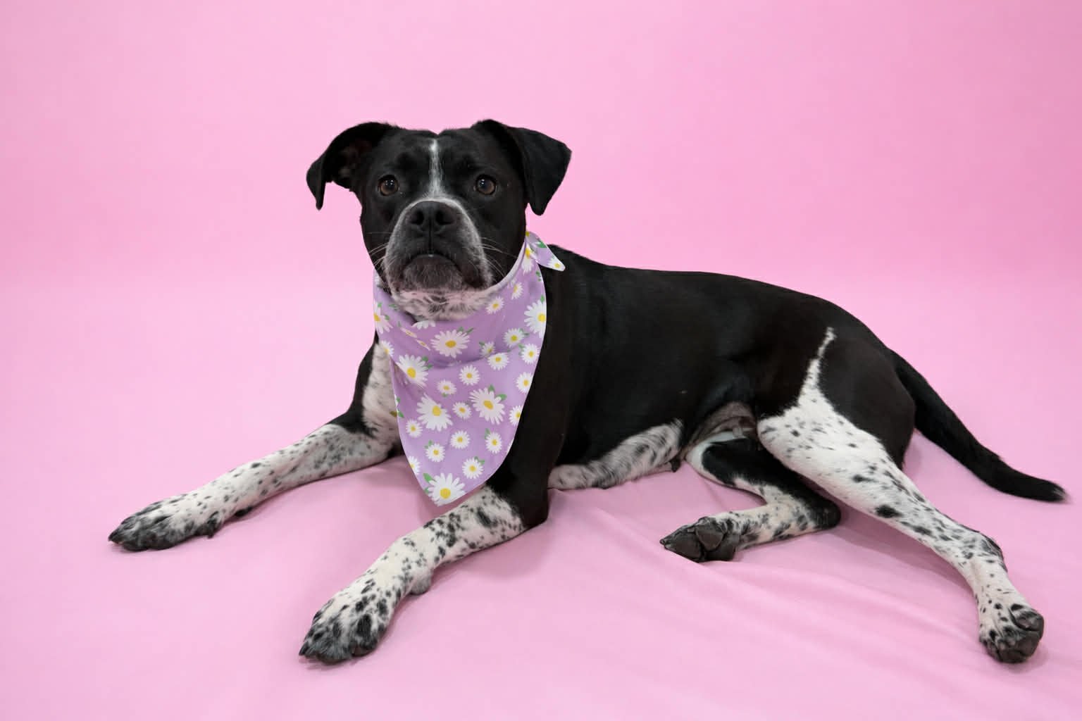 SHANTEL - Boxer available for adoption
