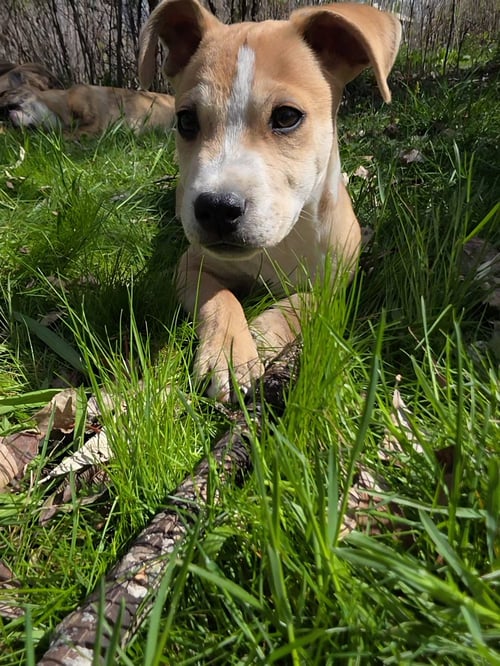 NOODLES & CO - Cattle Dog available for adoption