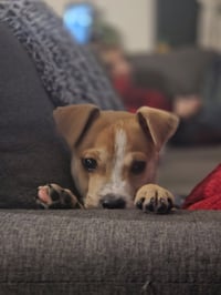 Noodles & Co - Photo 4