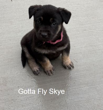 GOTTA FLY SKYE