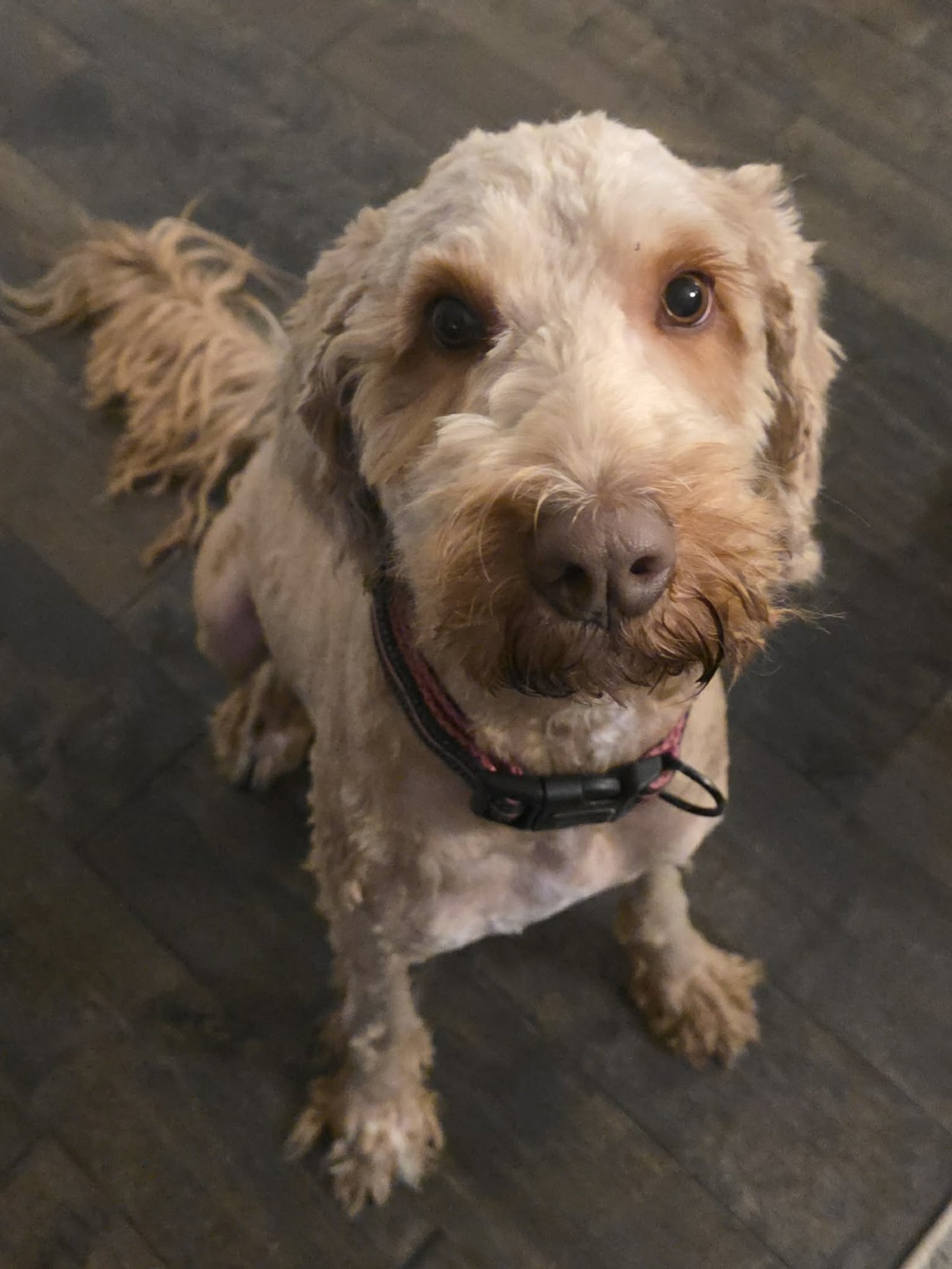 HAZEL B - Poodle (unknown type) available for adoption