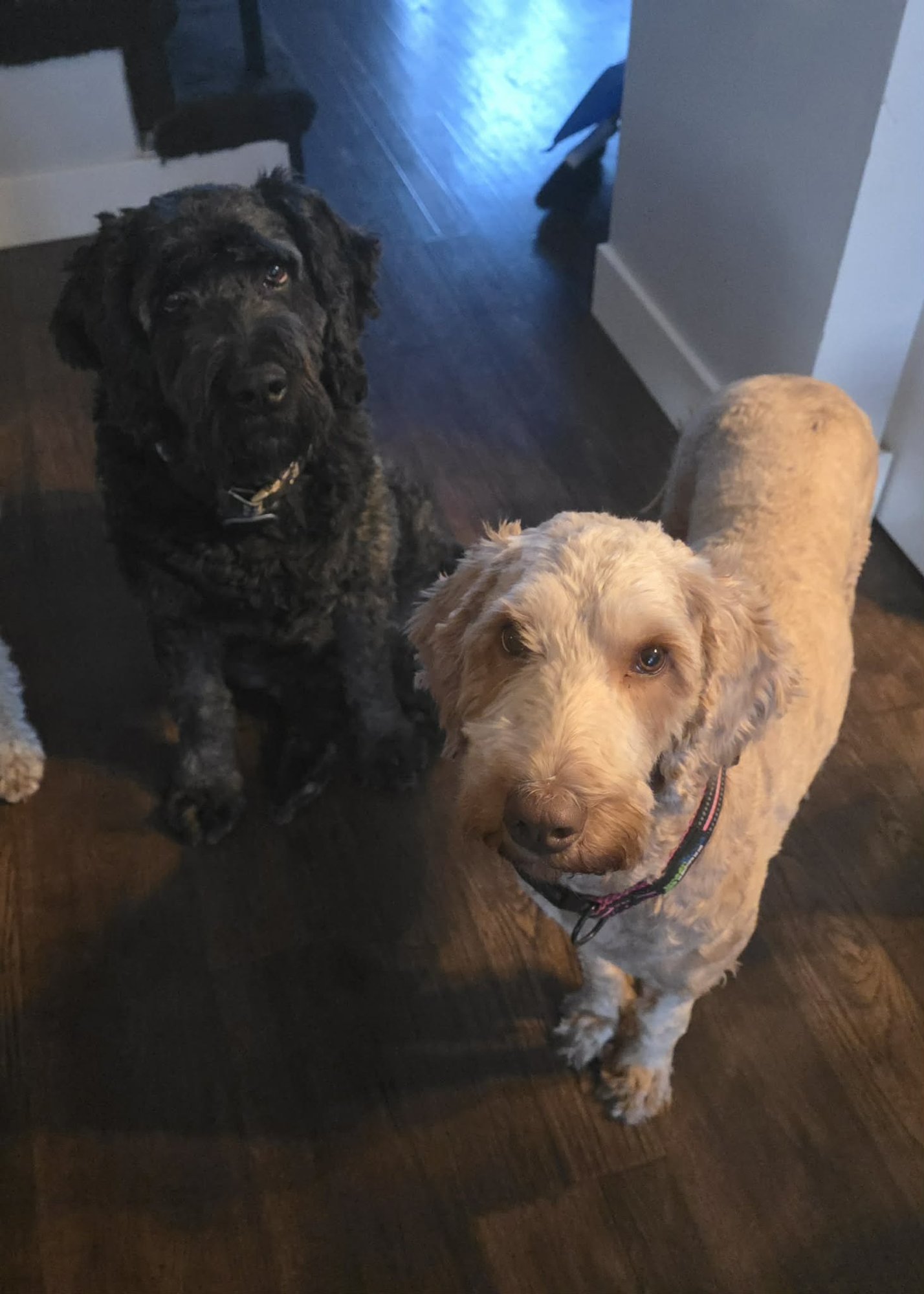 HAZEL B - Poodle (unknown type) available for adoption