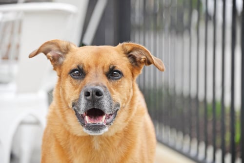 RAE - Labrador Retriever available for adoption
