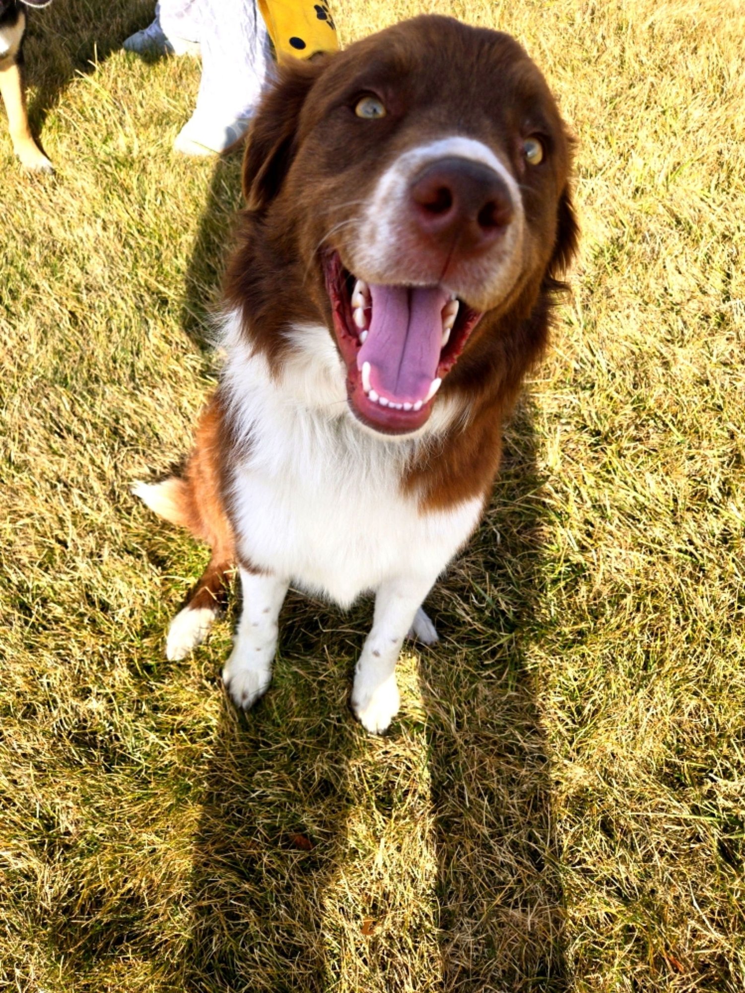 CU - Border Collie available for adoption