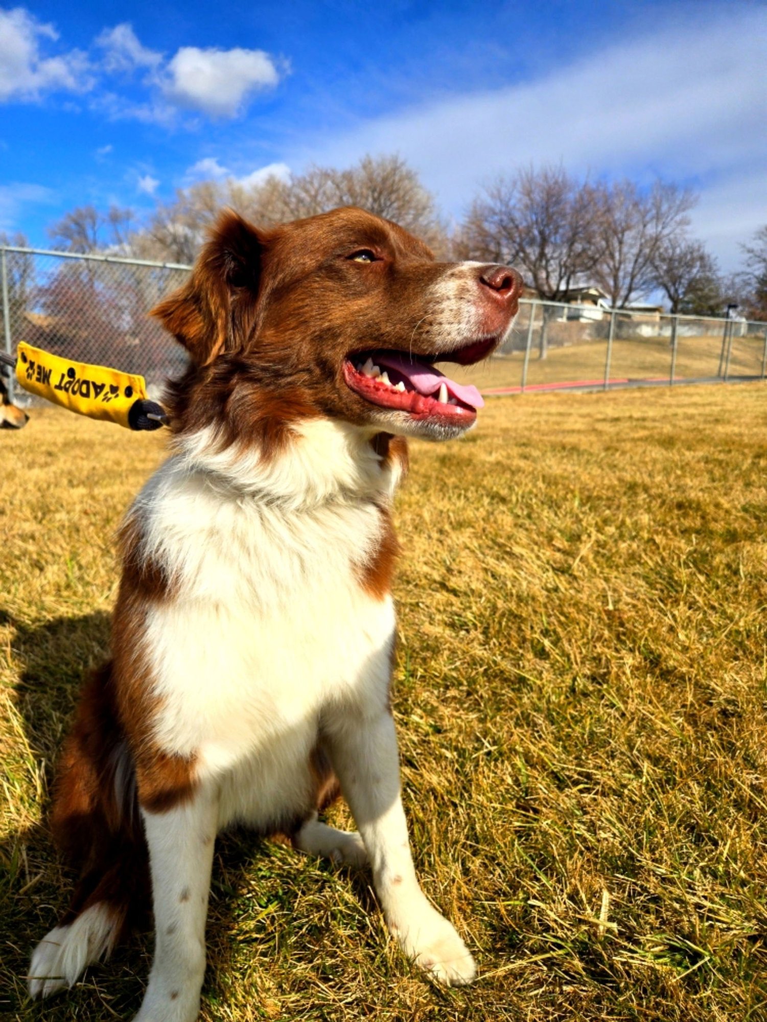 CU - Border Collie available for adoption