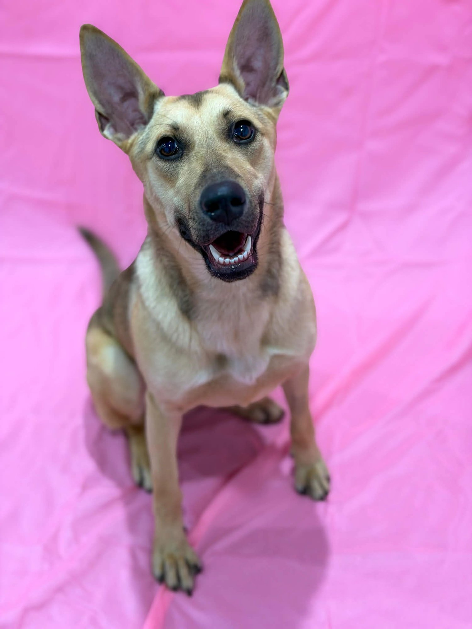 JAYLI - Shepherd available for adoption