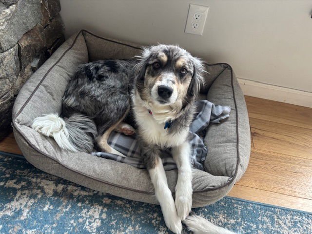 LAVVY - Australian Shepherd available for adoption