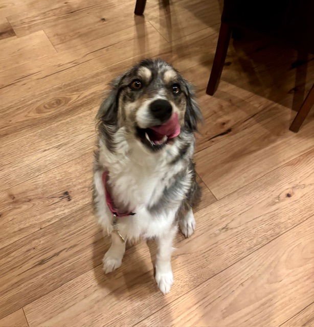 LAVVY - Australian Shepherd available for adoption
