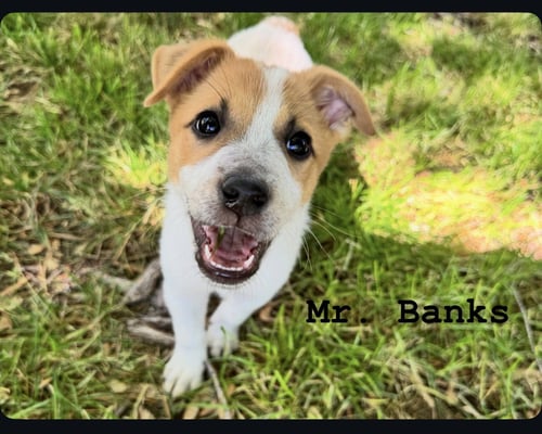 MR. BANKS