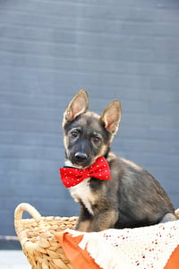 Atlas Enzo - Photo 5