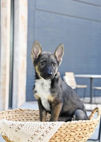 Atlas Enzo - Photo 3