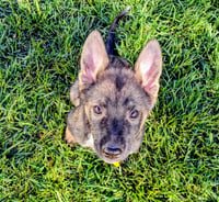 Atlas Enzo - Photo 13
