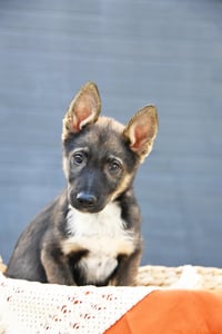 Atlas Enzo - Photo 7